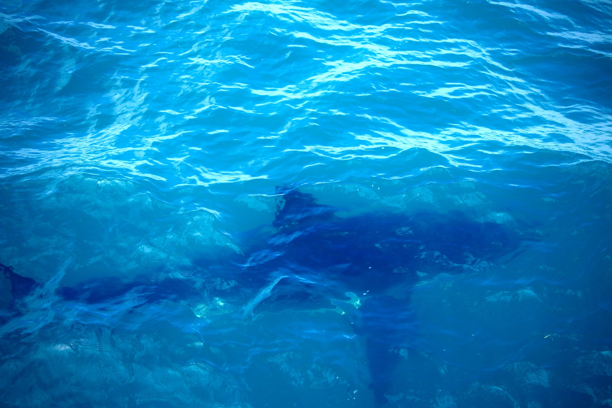 gabriel-schumacher-DN7wzgqqpwM-unsplashBLUE